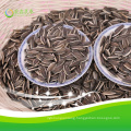 sunflower seeds 5009 363 361601 export to mideast market